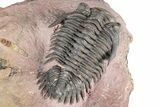 Detailed Metacanthina Trilobite - Lghaft, Morocco #381458-5